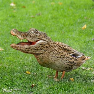 image007 thumbnail.jpg