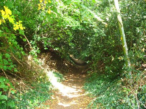 Mountain Biking in Dorking